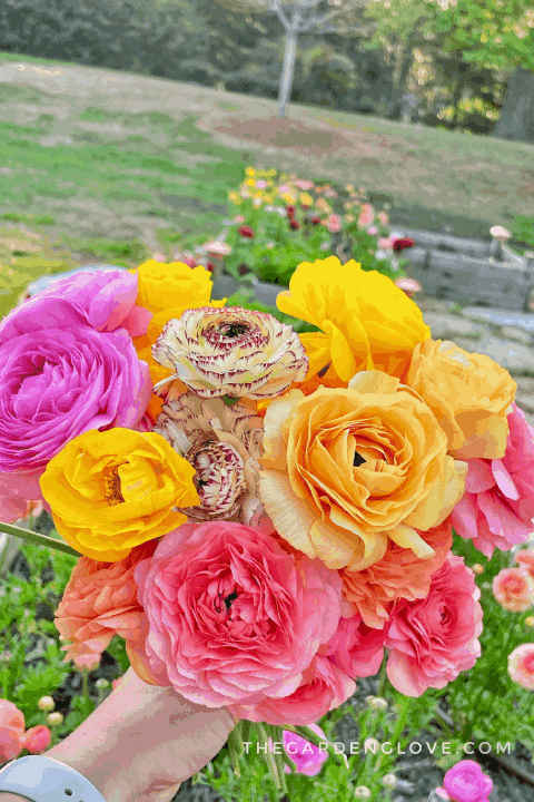 ranunculus bunch held above garden bed