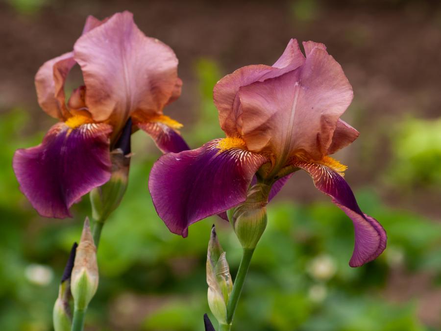 irises