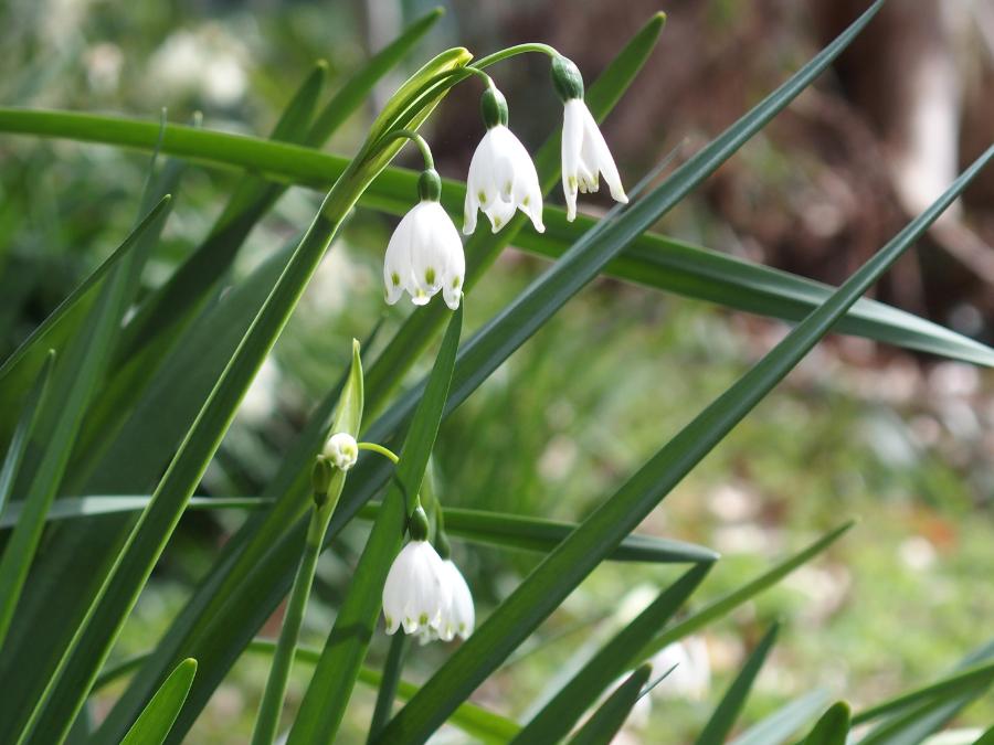 a few tiny summer snowflake flowers in bloom