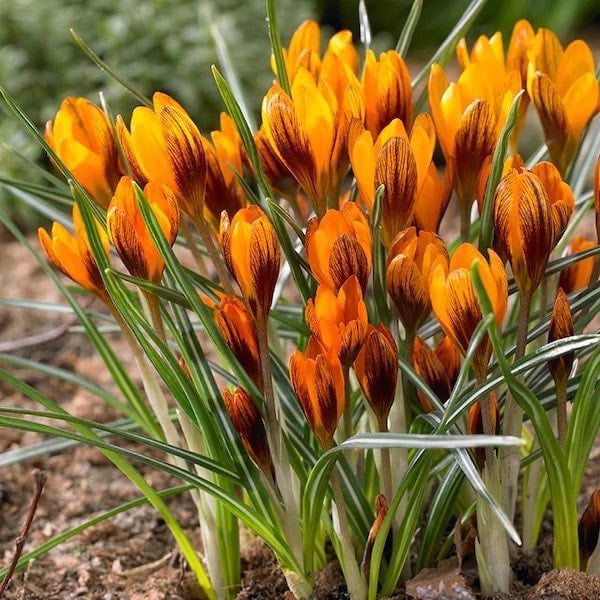 orange crocus blooms