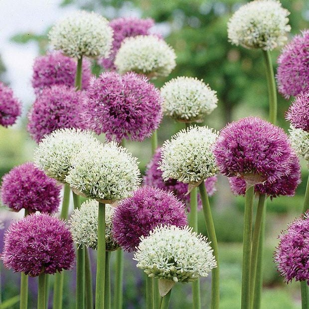 Purple and white alliums