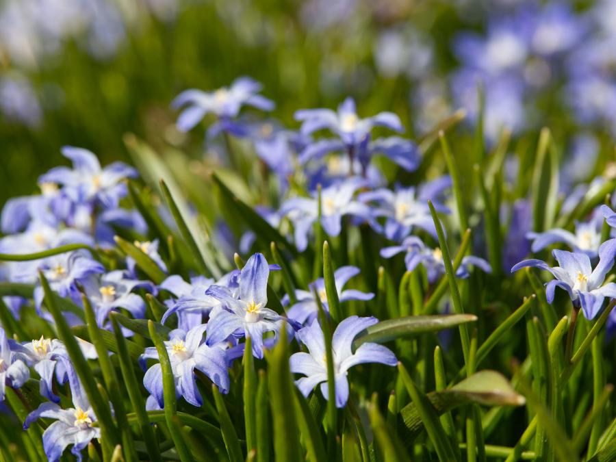 glory of the snow flowers 