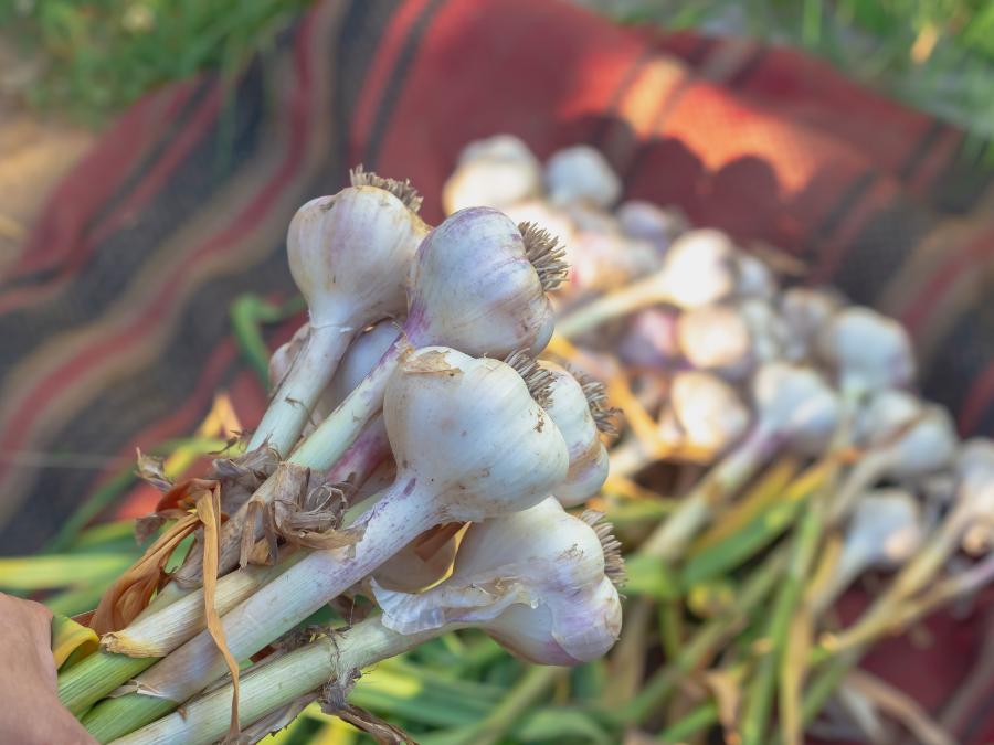 garlic bulbs after harvest