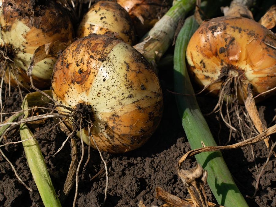 onion bulbs