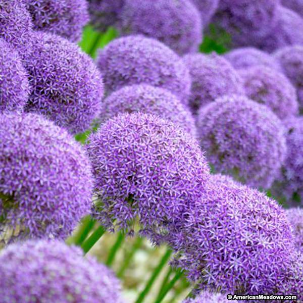 Develop Fantastic Alliums • The Yard Glove