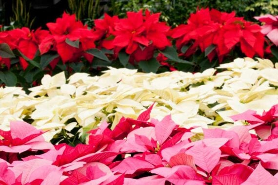 Poinsettias in red, white, and pink colors