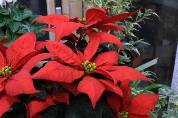 poinsettia plant