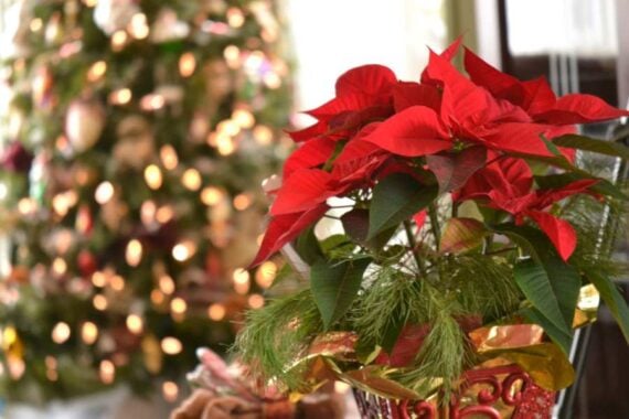 close up of poinsettia plant with christmas tree in background