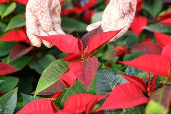 gloved hands handling the bracts of a poinsettia 