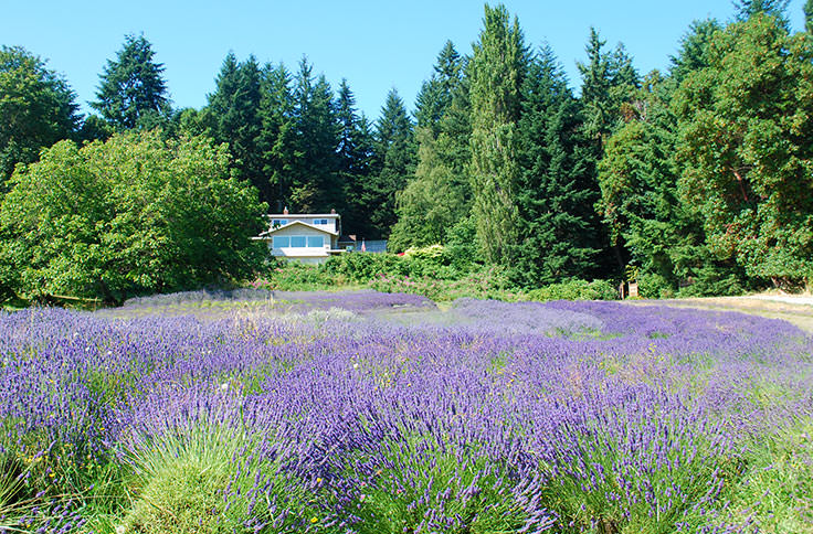 How To Grow Lavender Like the French!