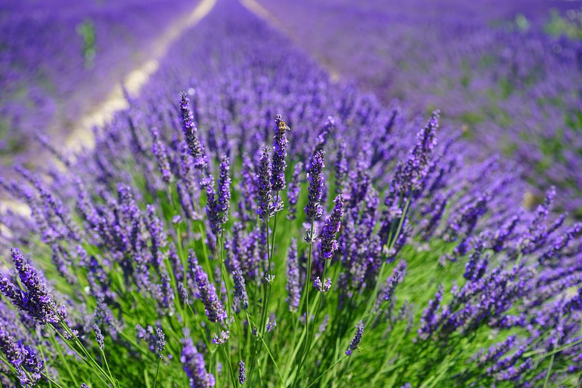 How To Develop Lavender Identical to the French! • The Yard Glove