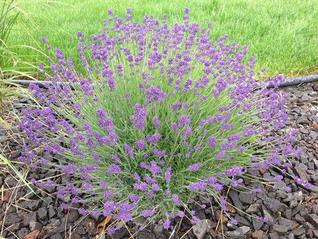 How To Grow Lavender Like the French!