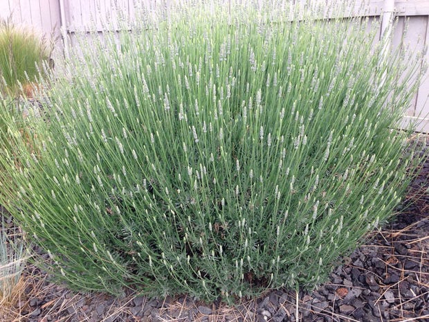 How To Grow Lavender Like the French!