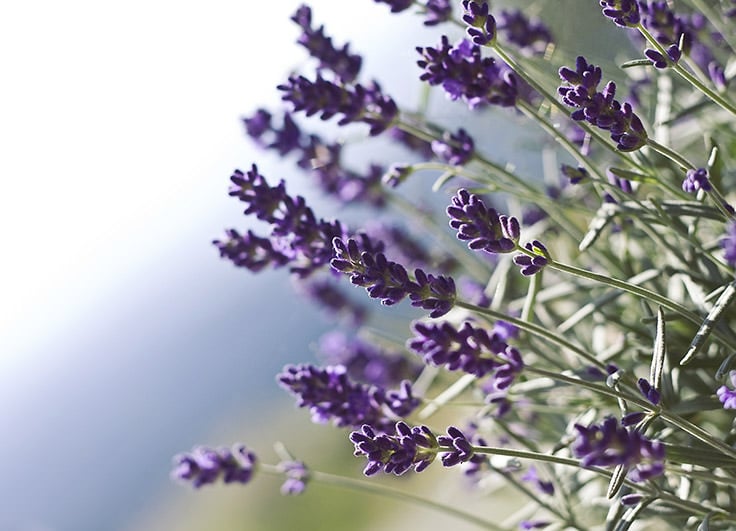 How To Grow Lavender Like the French!