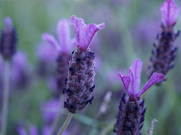 grow lavender tips