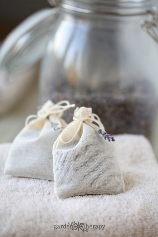 How To Grow Lavender Like the French!