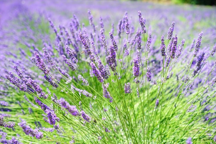 How To Grow Lavender Like the French!