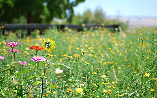 The appropriate approach to Develop a Wildflower Yard • The Yard Glove