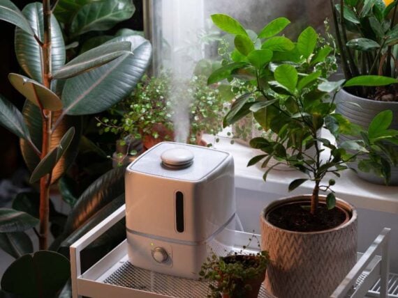 humidifier amongst a collection of houseplants