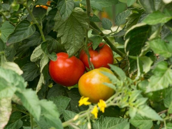 tomatoes growing on a tomato plant