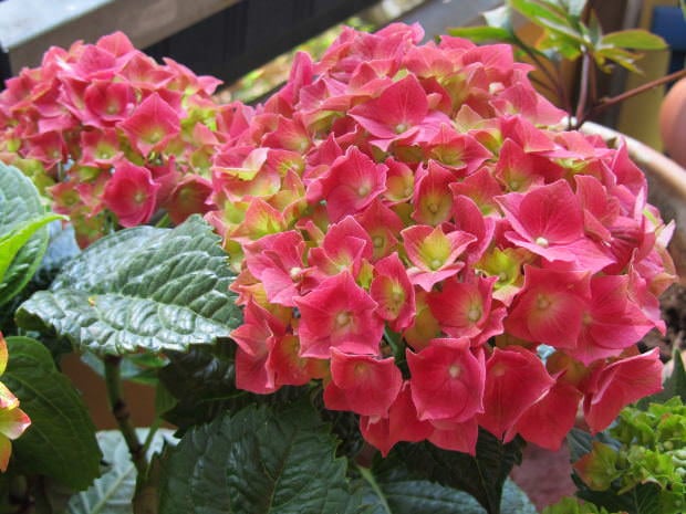 Growing Hydrangeas