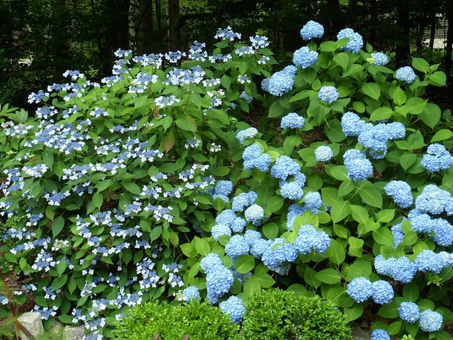 blue-hydrangea-7