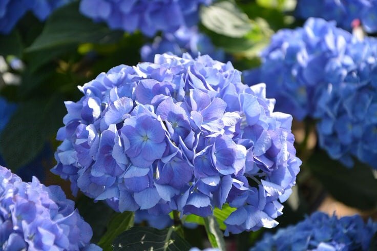 Growing Hydrangeas