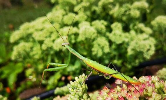 close up of praying mantis on a plant 