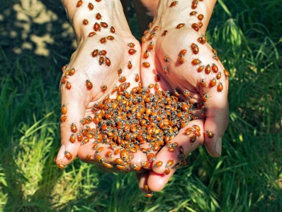 handful of ladybugs held above a grassy background