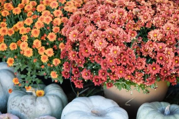 and orange and a reddish orange fall mums plant side by side with a few grey pumpkins in front of them