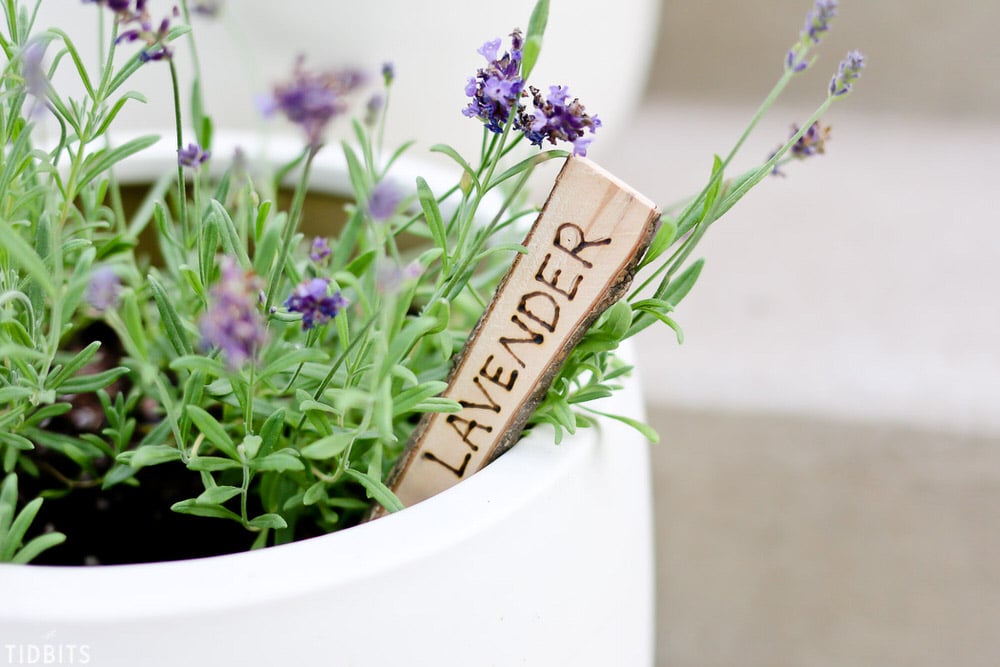 Easy Plant Markers & Labels You Can Make • The Yard Glove