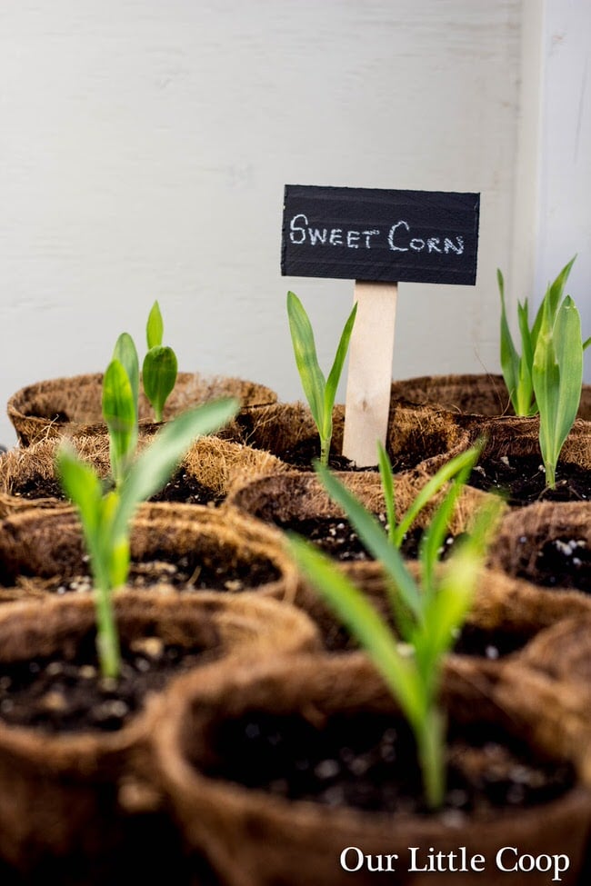 DIY plant markers