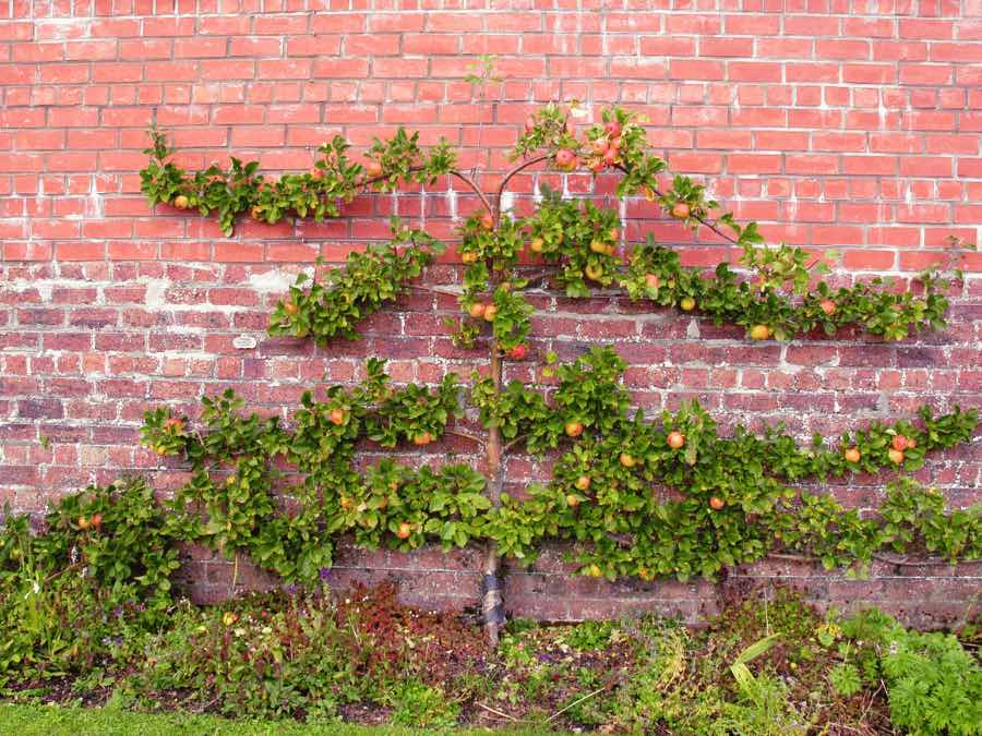 espalier apple tree along brick wall