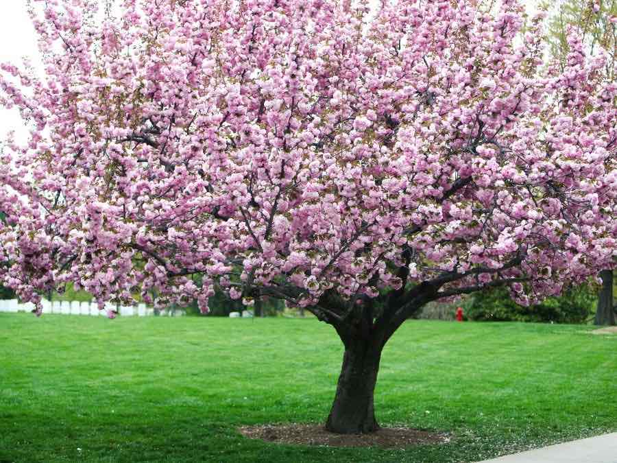 cherry tree for edible landscaping at home