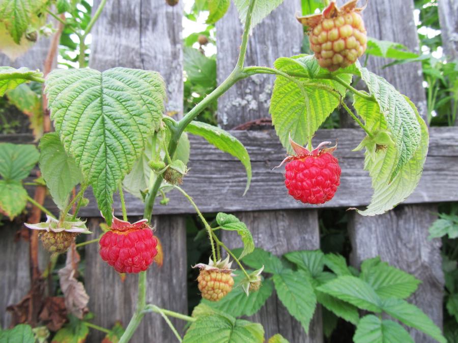 raspberry vine growing on fence