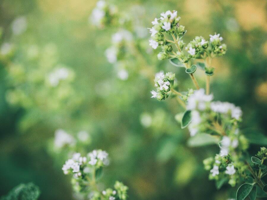 oregano for edible landscaping