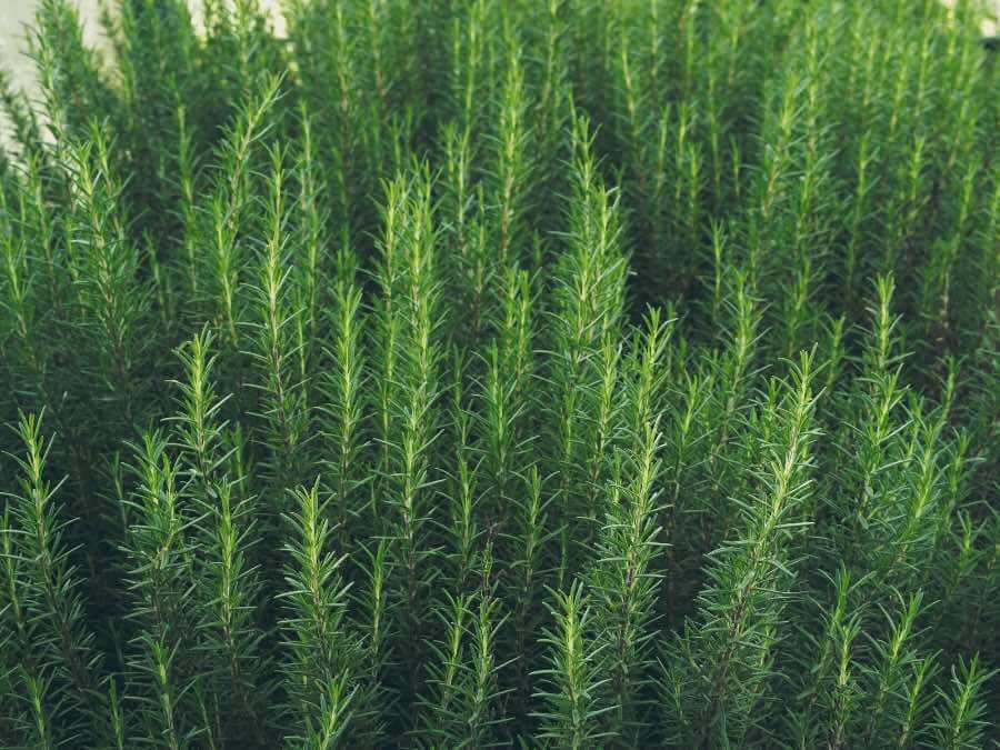 rosemary edible landscaping plant