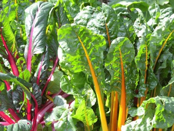 Swiss chard with red and yellow stalks