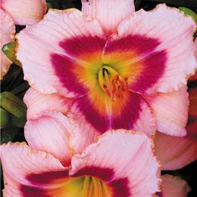 wineberry-candy-daylily