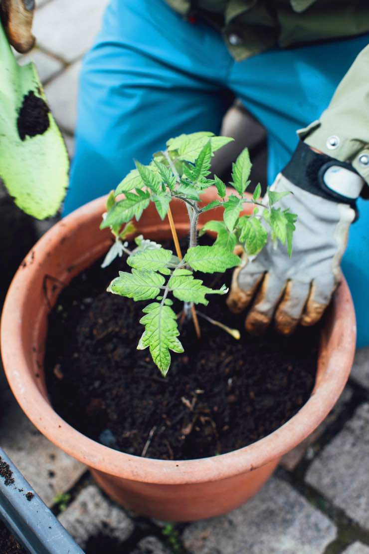 Rising Tomatoes in Pots – Easy, Healthful & Delicious! • The Yard Glove