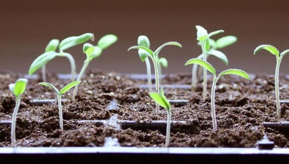 Growing Seeds Indoors is Easy!