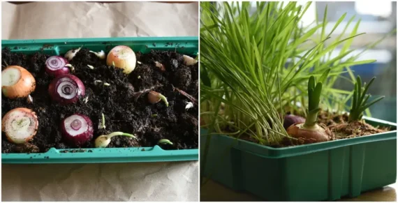 food scraps being regrown in a soil tray