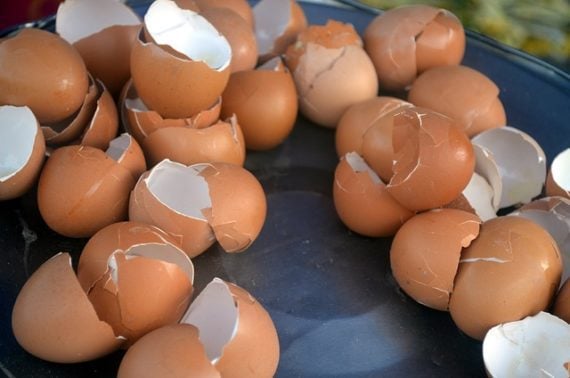 eggshells for eggshell fertilizer