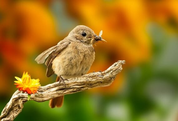 bird in garden eating an insect