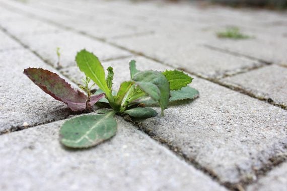 How to Make Safe & Natural Homemade Weed Killer