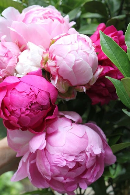 Bursting Peonies