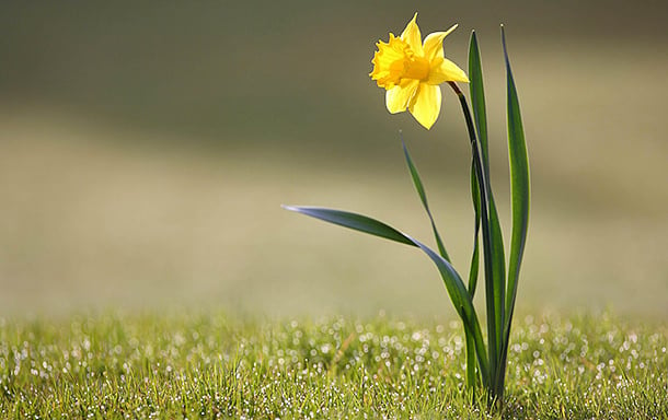 Brighten Your Yard – Develop Daffodils • The Yard Glove