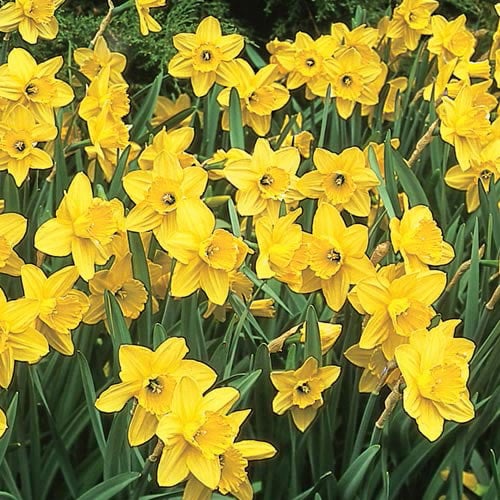 Daffodils-4