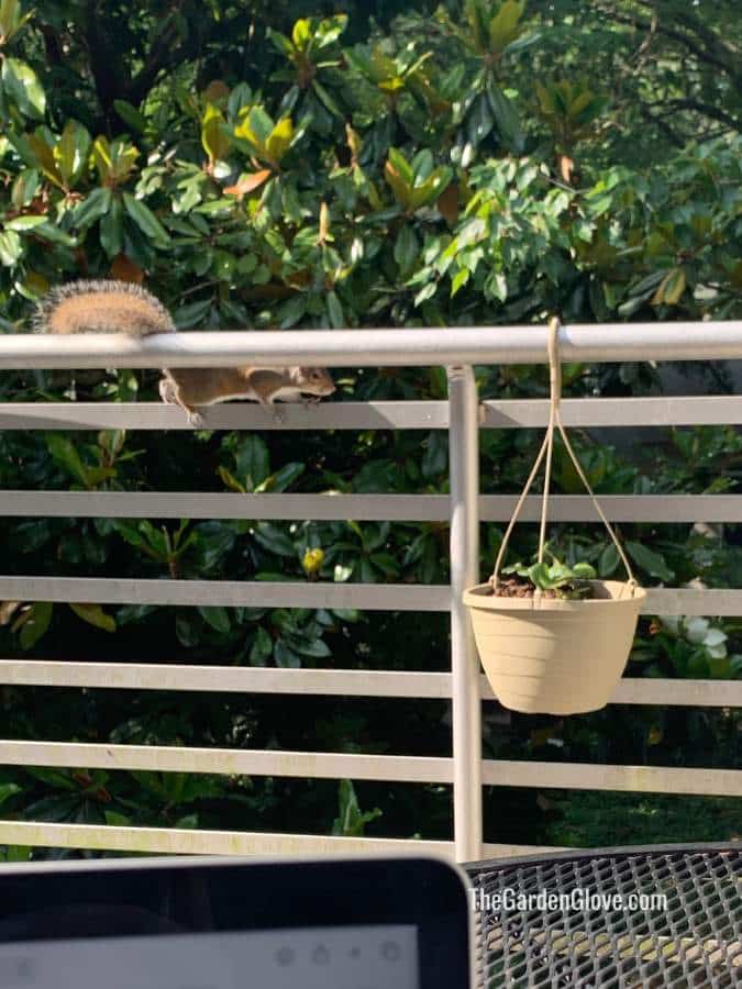 Straightforward strategies to Maintain Squirrels out of Potted Vegetation and Bulbs • The Yard Glove