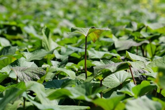 fully grown sweet potato plant creating a blanket of sweet potato leaves in the garden